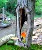 Mushrooms and Tree Trunk