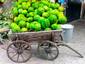 Melon Cart