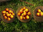 basket of oranges