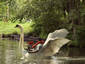 Swan Boat