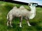 White Dromedary