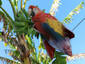 Parrot Flower