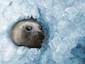 Seal in ice