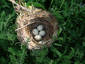 NEST