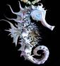 Seashell Seahorse