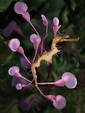 Flowered Seadragon