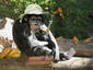 Happy Old Chimp