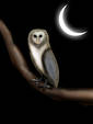 Barn Owl