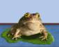 THE HYPNOTOAD...(gif)