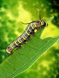 Monarch Caterpillar