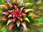 Bromeliad