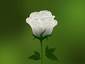 White Rose