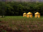 Rice Field and Huts