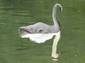 elephant swan