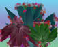  kalanchoe