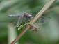 Thirsty Dragonfly!