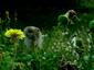 Dandelion Friends