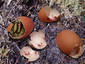 Egg Shells