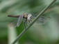 Komodo Dragon fly