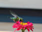 Hummingbird