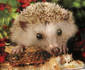 Hedgehog photo