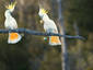 Chilling Cockatoos