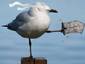 Kung Fu Pigeon(Training)