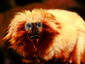 Red Tamarin