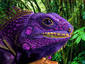 Purple Rainbow Iguana