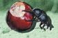 Dung Beetle...