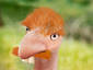 Emu Thornberry