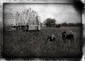 Amish Barnraising 1899