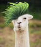 Funky Lama