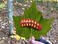 Caterpillar on Leaf