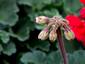 Blood Shot Eye Plant