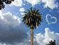 Palm tree and clouds