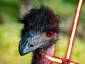 Darth Emu