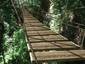 Jungle Rope Bridge