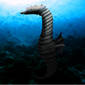 Sea Horse