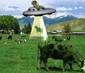 Cow Abduction