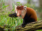 Fukushima Red Panda