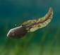 Tadpole