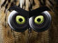 owl eyes