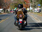 Motocicleta Del Perro