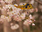 Flowerclimbers in troubl