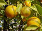 Soft Orange Ball tree