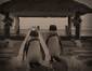 Penguin Wedding