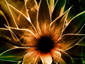 sun flower