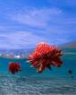 Underwater Flower