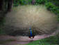 PeaCock dancing